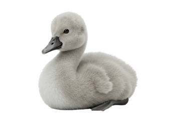 Isolated Adorable Fluffy Swan Cygnet Displaying Innocence and Grace