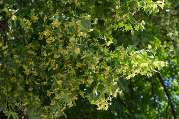 Tree crown, lime branches with flowers, honey plant, medicinal plant