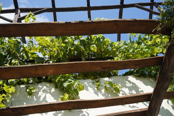 Sunlight filters through a traditional wooden pergola covered with vibrant green grapevines,...