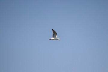 seagull in flight