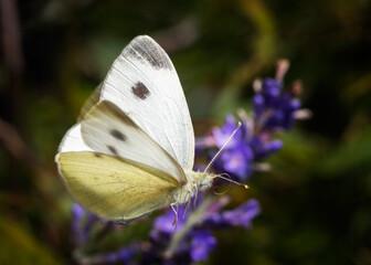 Cabbage White in Flight