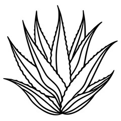 Aloe Vera line art vector