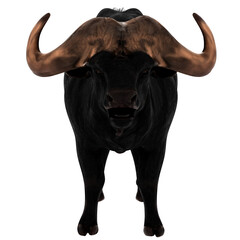 3d render buffalo animal horn power strength with transparent background