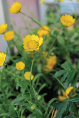 Coleostephus myconis, also known as corn marigold, is a perennial herb belonging to the genus Coleostephus in the family Asteraceae.