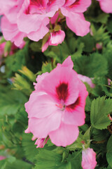 Pelargonium grandiflorum