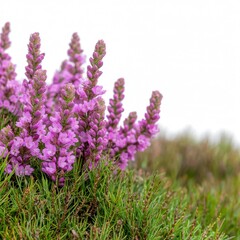 Obraz premium Close Up of Purple Wildflowers and Green Grass on White Background