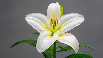 Fototapeta premium Close up of White Lily with Yellow Center Against Gray Background