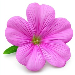 Fototapeta premium Closeup Pink Flower Against White Background
