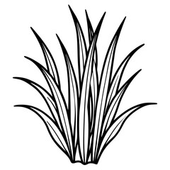 Bermuda Grass line art vector