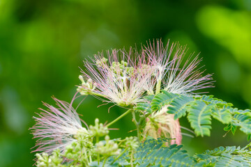 緑の中に咲くネムノキのふわりとした花