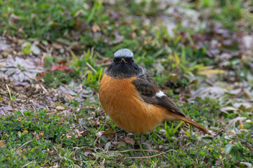 ジョウビタキの雄が見つめる冬の草地