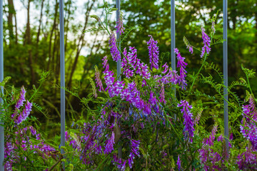 Blooming purple wildflowers climbing through a metal fence in a lush green forest. Beautiful...