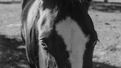 Blaze face horse closeup in farm field in black and white.
