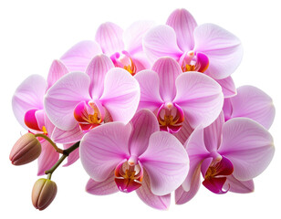  Cluster of Pink Orchids with Delicate Petals and Intricate Patterns Isolated on Transparent Background PNG