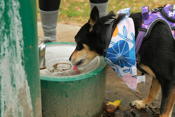 Pet hydration concept with dog at water fountain in park closeup getting drink.