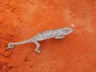 cameleon madagascar