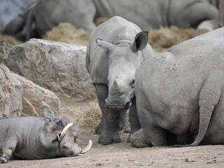 Diverse African Animals: Rhinos and Warthog Together at the Zoo