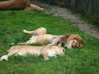 Majestic Lions Enjoying a Peaceful Nap in the Green Grass