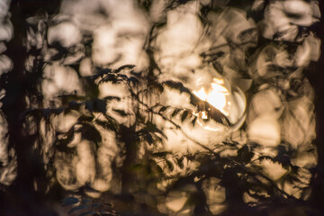 Sonnenzauber im Wald - goldene Lichtreflexe mit Bokeh