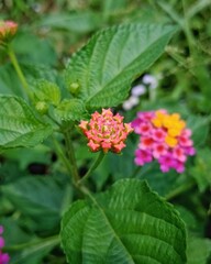 red and yellow flowers