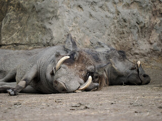 Two Warthogs Resting Peacefully on the Ground at the Zoo