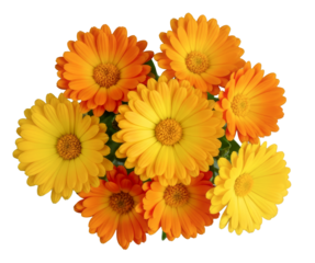 Cluster of Orange and Yellow Calendula Flowers