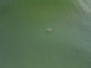 Two ducks gliding gracefully across pristine green lake surface in perfect synchronization during...