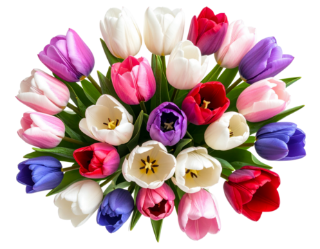 Colorful Set of Tulips in Soft Spring Tones Arranged in a Semi-Circle, Isolated on Transparent Background PNG