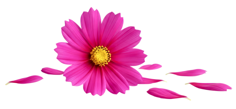 Pink Cosmos Flower with Scattered Petals
