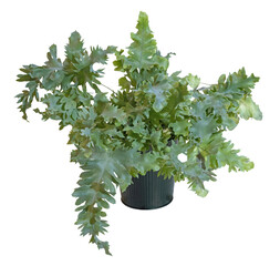 Fougère épiphyte Phlebodium aureum