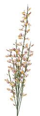 Fototapeta premium Fleurs de Cytisus scoparius 