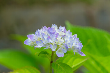 紫と白のグラデーションが美しい初夏の紫陽花の花