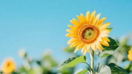 Sunflower blooms under clear blue sky in a vibrant field during summer noon