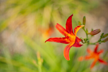 Obraz premium Close-up of a vibrant orange-red daylily in full bloom, surrounded by buds and soft background blur. A vivid and elegant summer floral composition ideal for nature and garden themes