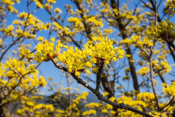 close-up of the cornelian cherry blossoms in the park