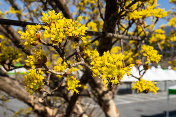 close-up of the cornelian cherry blossoms in the park