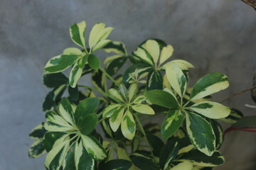 variegated ornamental plants growing in the yard in pots