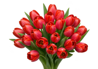 Vibrant red tulip bouquet with green stems isolated on transparent background