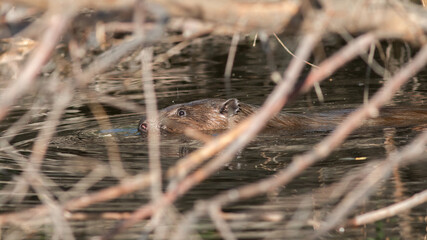 brown squirrel in the grass