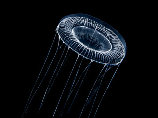 Crystal Jellies (Genus Aequorea) 