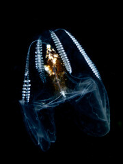 Young comb jelly (Ctenophora sp.)