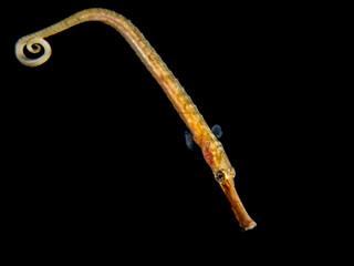 Pipefish (Micrognathus sp.)