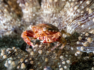 Swimmer crab (Lissocarcinus laevis)