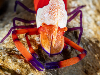 Emperor Shrimp (Periclimenes imperator)