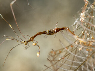 Skleton shrimp (Pariambus typicus)