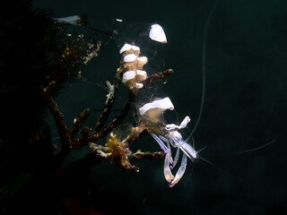 Anemone Shrimp (Ancylomenes magnificus)
