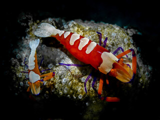Emperor Shrimp (Periclimenes imperator)