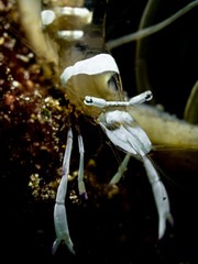 Anemone Shrimp (Ancylomenes magnificus)