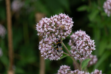 big beauty flowers with bee