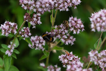 big beauty flowers with bee